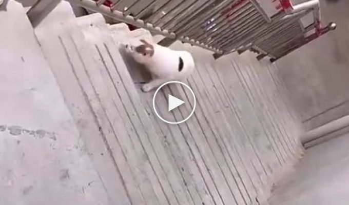 A stubborn cat who really wanted to get on the roof