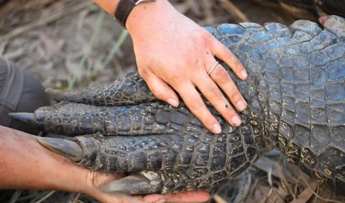 Animal Paws and Claws: 50 Photos That Will Surprise Even Those Who Have Seen It All (50 Photos)