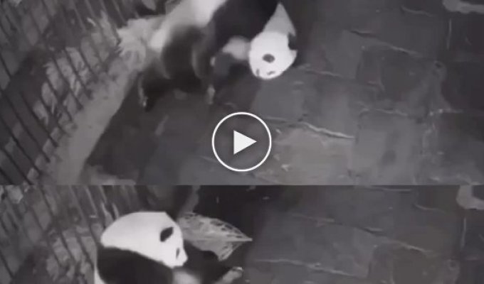 Как рожают панды