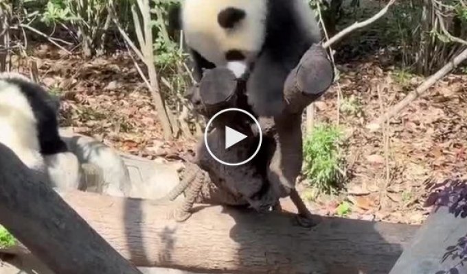 Детеныши панды придумали забавную игру и доказали, что они жидкость