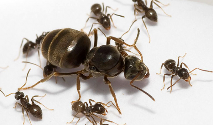 6 способов избавления от муравьёв в квартире (6 фото)