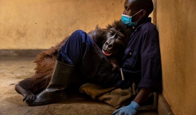 В Африке умерла горилла, ставшая знаменитой после селфи с сотрудником парка (6 фото)