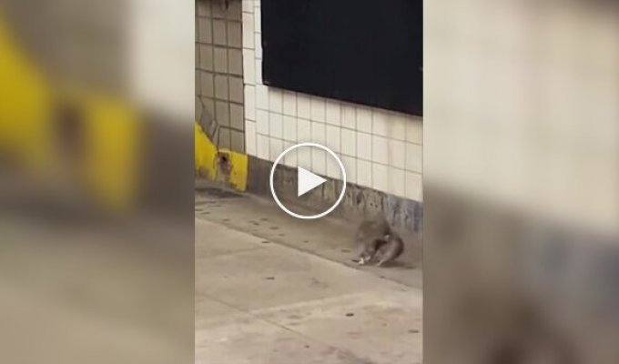 Эпичную драку крыс засняли в метро Нью-Йорка