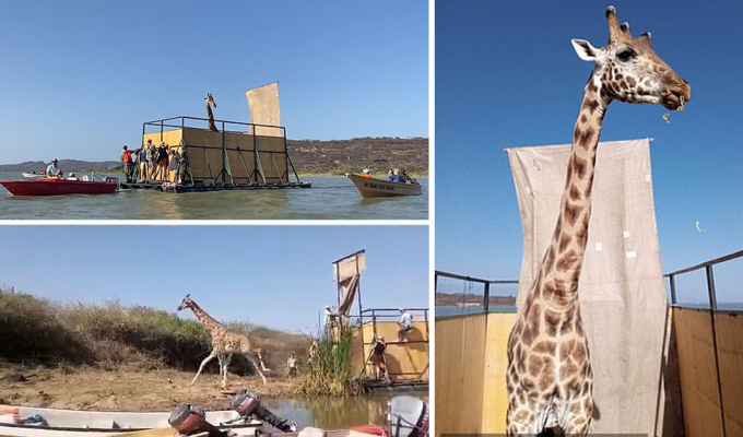 В Кении спасают застрявших на острове жирафов (5 фото + 2 видео)
