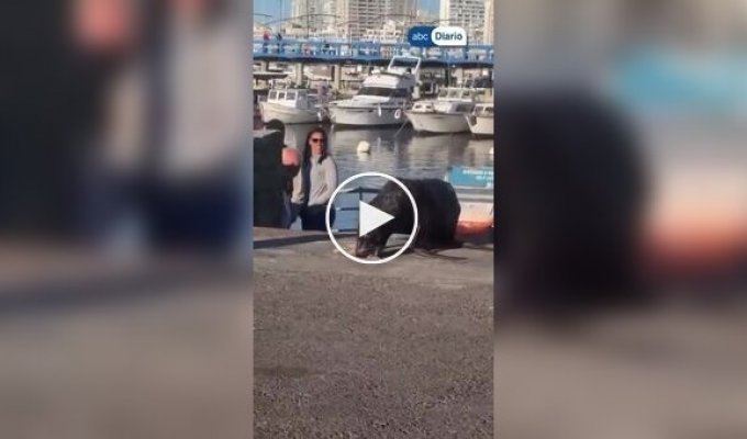 Seagull steals from a sea lion