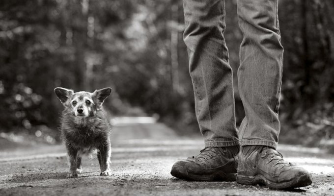 30 Photos of Older Dogs That Will Melt Your Heart (30 Photos)