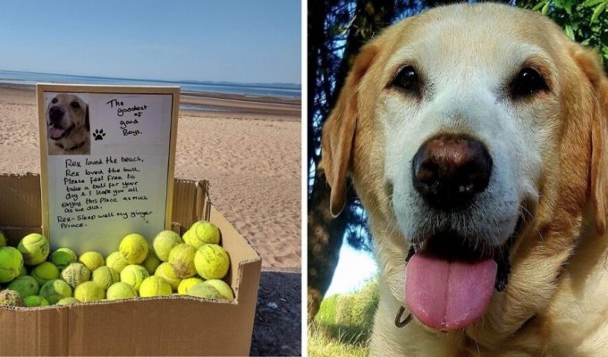 Мужчина оставил на пляже коробку с мячиками, с которыми любил играть его пёс (3 фото)