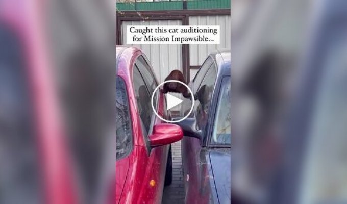 Кот продемонстрировал акробатические способности
