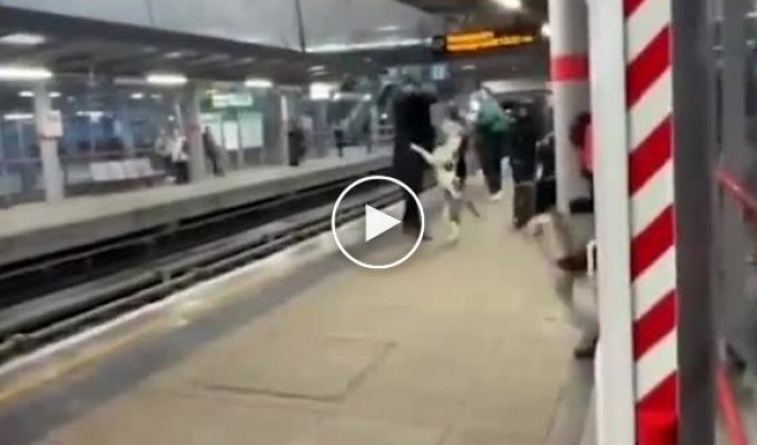 В Лондоне мужчина чуть не попал под поезд, спасаясь от разъяренного американского булли