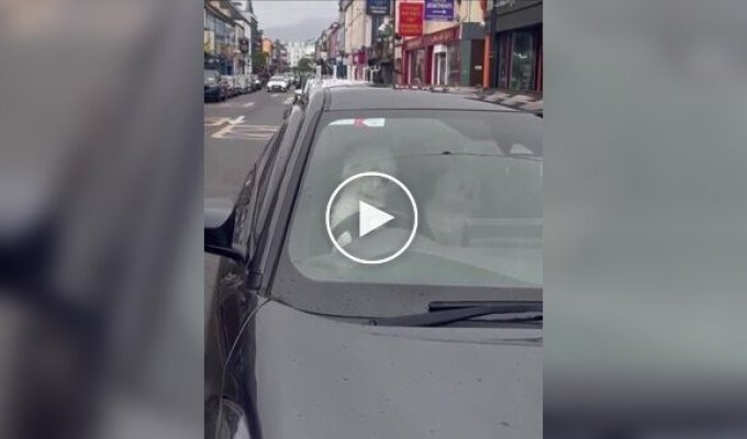 В Ирландии песик запрыгнул на водительское сиденье и безостановочно сигналил, ожидая хозяина