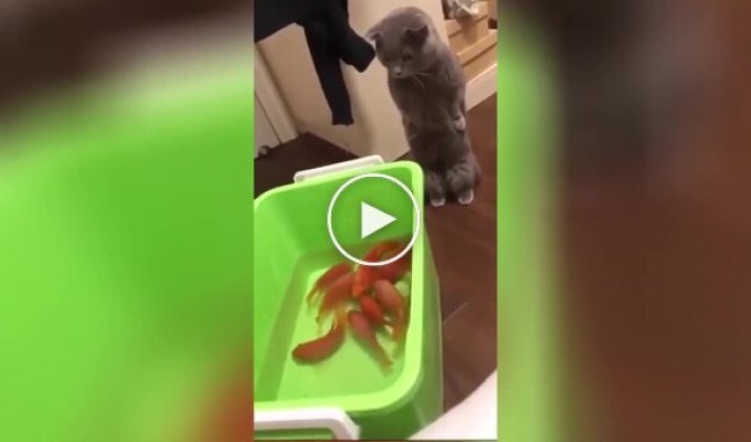 The cat was confused at the sight of fish