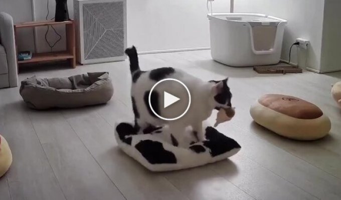 Кошка, которая ценит комфорт