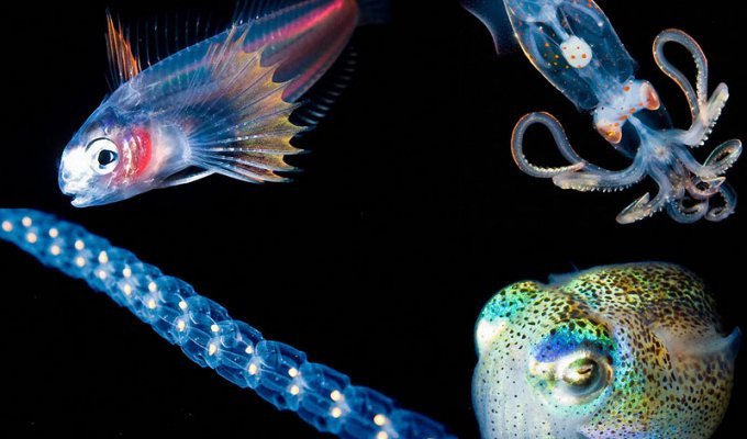Светящиеся существа из морских глубин (10 фото)