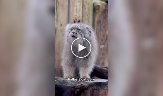 Из жизни манулов