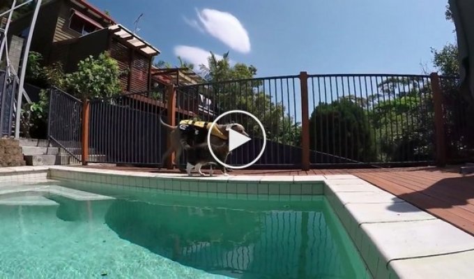 Четырехлапый находчивый серфер покоряет бассейн на собаке