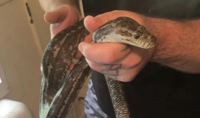 Man found a python in the toilet for the second time in a week (3 photos)