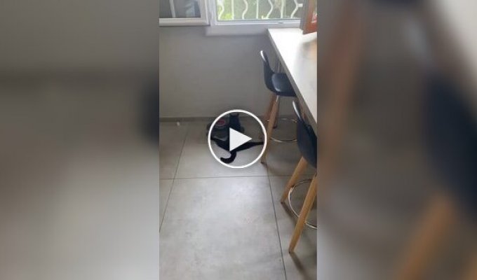 Кот сел на шпагат во время приема пищи