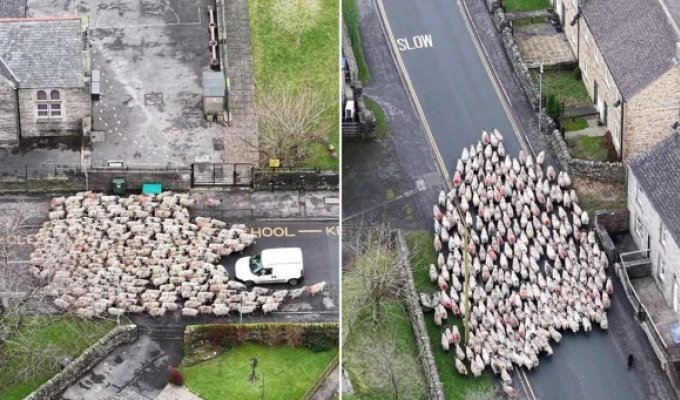 200 sheep driven through the city as part of an annual English tradition (10 photos + 2 videos)