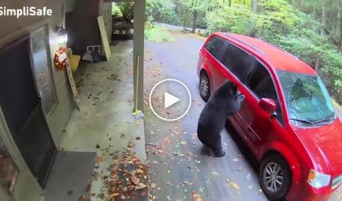 У медведя не получилось открыть машину