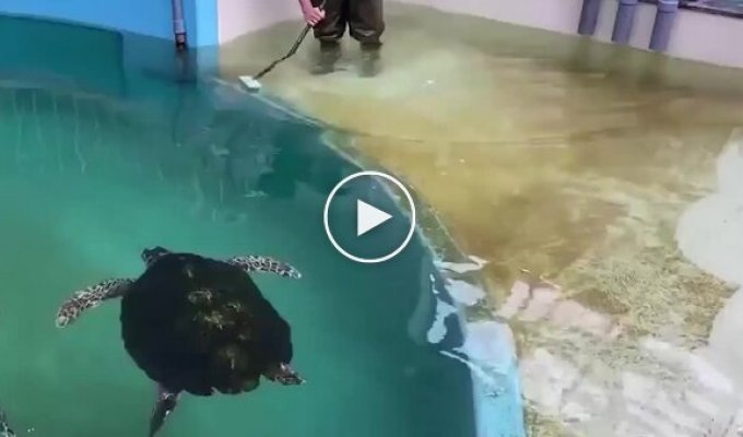 Интересный факт о черепахах