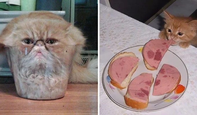 35 photos of funny cats and their hilarious antics (36 photos)