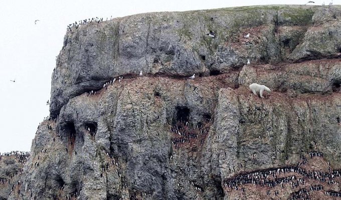 Отважный полярный медведь пролез по 100-метровой скале (6 фото)