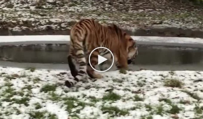 Трехлетняя тигрица неудачно прогулялась по тонкому льду
