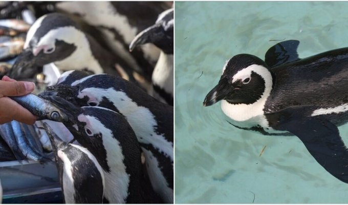 Очкові пінгвіни можуть зникнути через 11 років (7 фото + 1 відео)