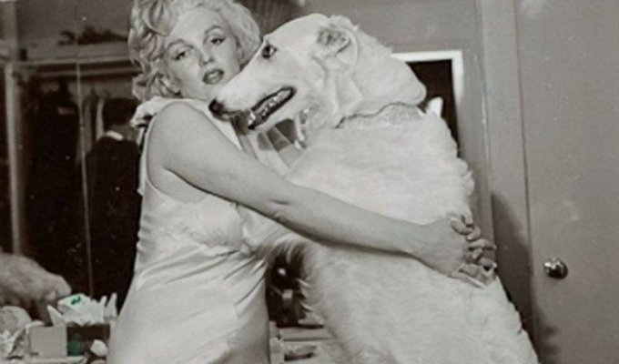 Gorgeous Marilyn Monroe and her dogs (8 photos)