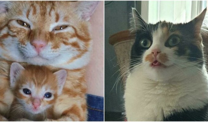 Cats are love: 30 funniest photos with cats (31 photos)