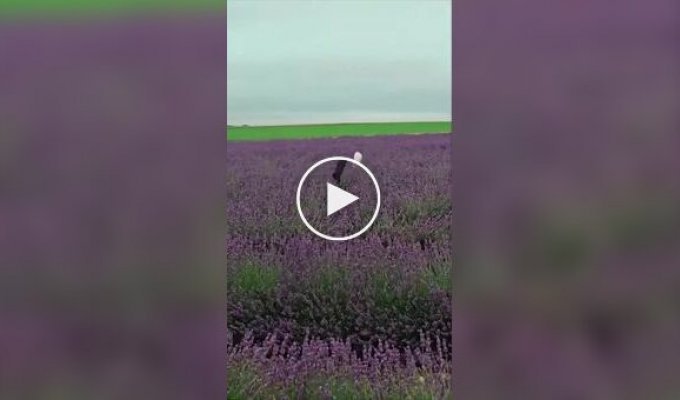 Кошки в лавандовом поле
