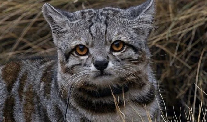 Андская кошка — один из самых редких и малоизученных хищников на Земле (8 фото)