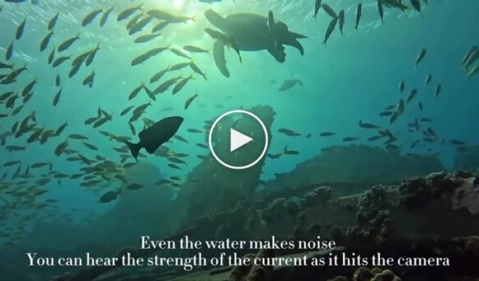 Аквалангисты специально оставили камеру на дне океана, показав красоту подводного мира