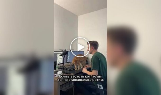 Кошачья лежанка, которая крепится к столу