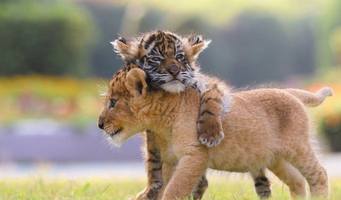 Лучшие друзья — тигренок и львенок из японского сафари-парка (15 фото)