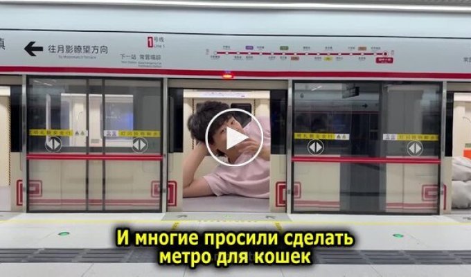 Житель Китая четыре месяца строил станцию метро для котов