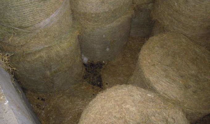 Неожиданная находка фермера между тюками с сеном (2 фото)