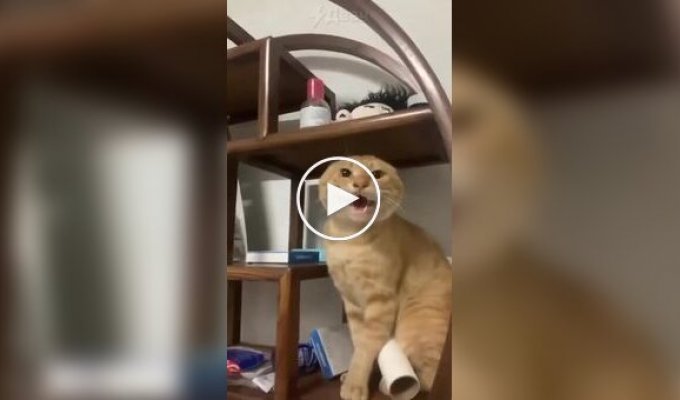 Странные видео (короткие видео). Выпуск 31