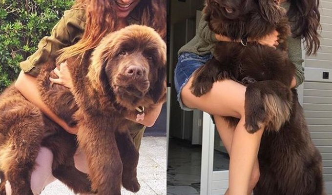 Incredibly large dogs (22 photos)