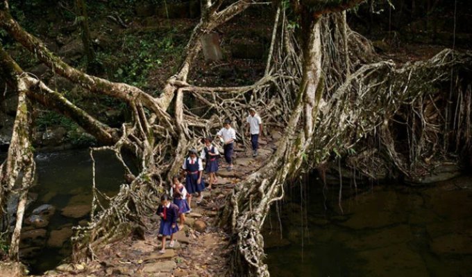 25 самых опасных дорог в школу (26 фото)