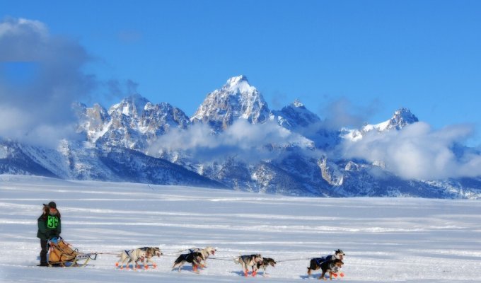 How sled dog racing works (25 photos)