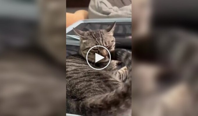 Кот вступил в схватку с самим собой