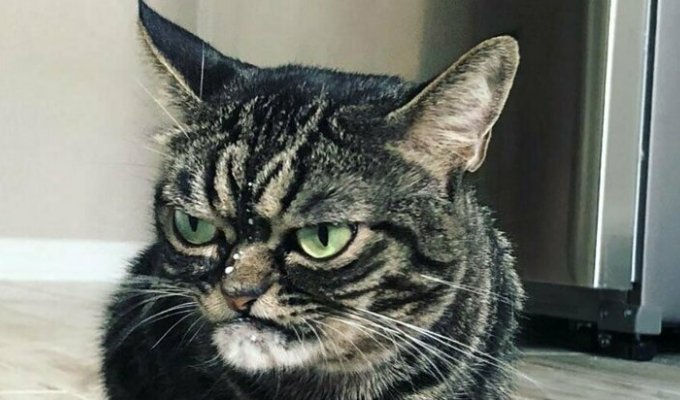 Угрюмая кошка стала новым мемом, который показывает вселенскую ненависть (10 фото)