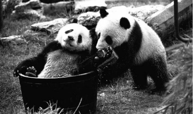 Гигантские панды в Англии: история в картинках (14 фото)