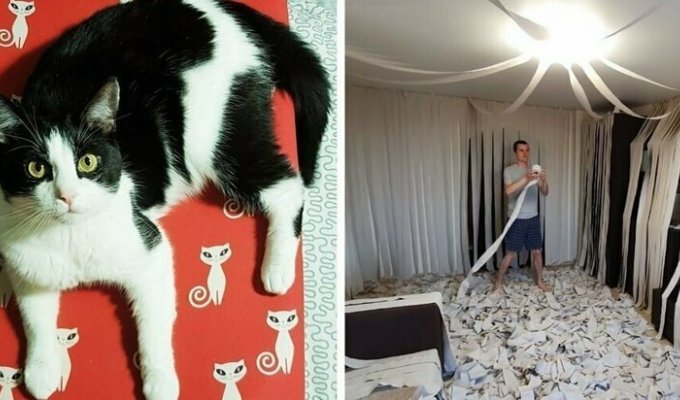 Хозяева сделали коту игровую комнату из сотни рулонов туалетной бумаги, и это настоящий кошачий рай (12 фото + 1 видео)
