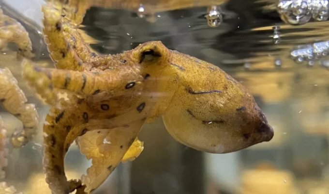 Love on the brink of life and death: male octopuses paralyze females so as not to become their lunch (2 photos + 1 video)