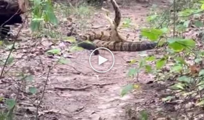 Мужчина заметил странный танец змей в лесу