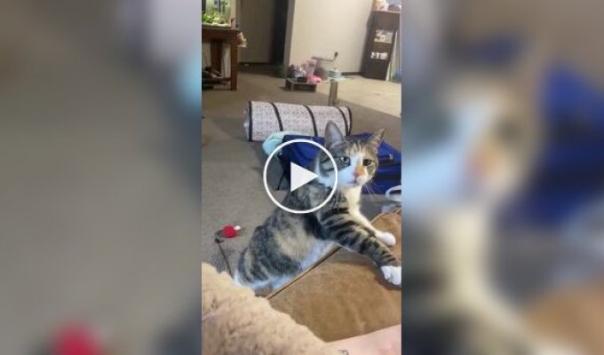 Настойчивая кошка