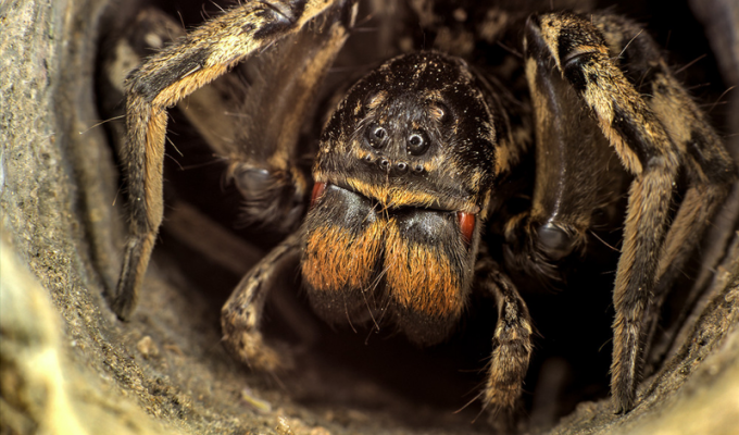 Мизгирь: Единственный русский тарантул — настоящий монстр! (10 фото)