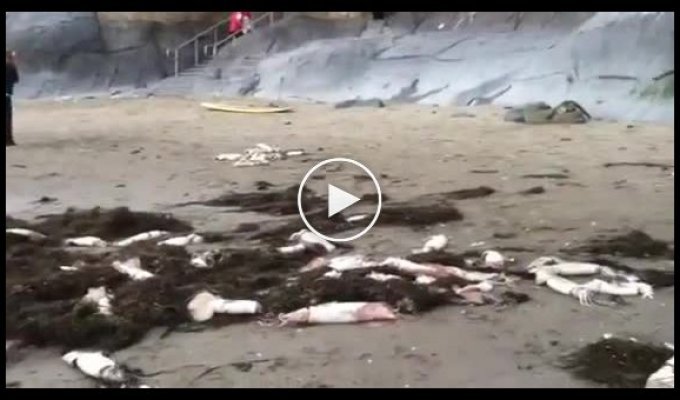 Кальмары выбрасываются на берег